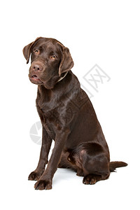 猎犬纯种哺乳动物巧克力拉布多狗巧克力拉布多狗坐在白色背景面前图片
