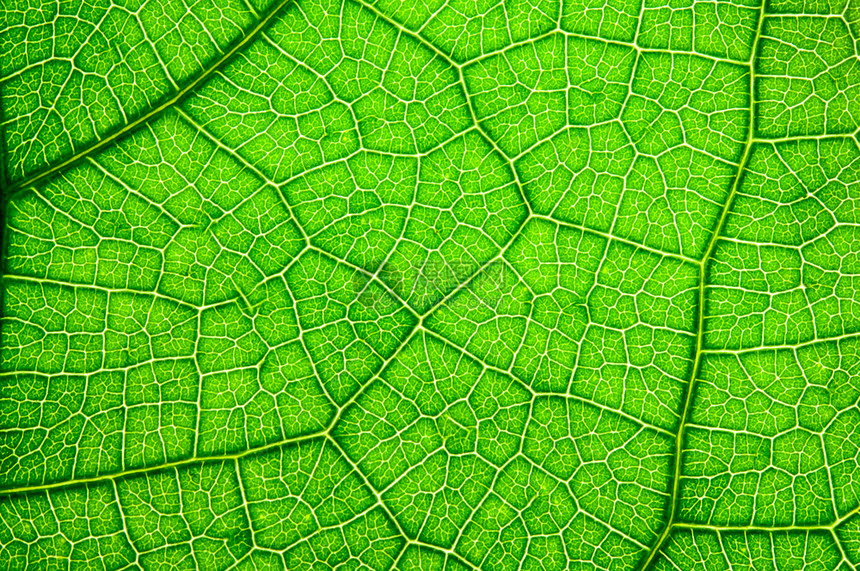 新鲜植物学带宏观摄影的绿叶模式Name抽象的图片