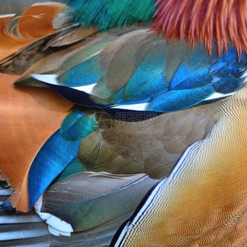 五彩缤纷美丽的普通话鸭羽毛纹理抽象背景蓝色的水鸟图片
