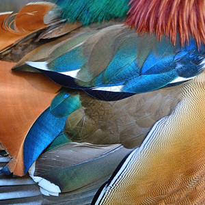 坐羽毛五彩缤纷美丽的普通话鸭羽毛纹理抽象背景蓝色的水鸟背景