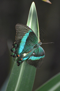 翅膀生活在自然中的美丽翡翠燕尾蝴蝶自然摄影昆虫图片