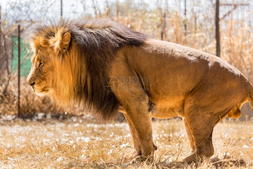 成年雄狮通过在地面上撒尿而标记其领土雄伟它的哺乳动物图片