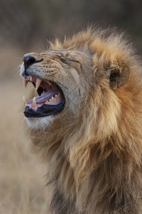 成熟狮子猎人在非洲博茨瓦纳萨武提地区的红豹莱奥PantheraLeo图片