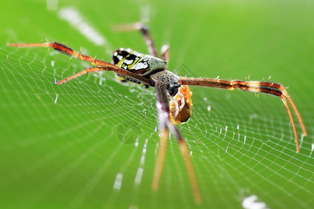 野生动物自然蜘蛛网上的图片