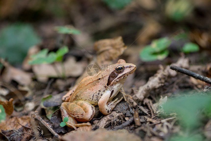 树林里的青蛙贴近了野生动物环境两栖图片