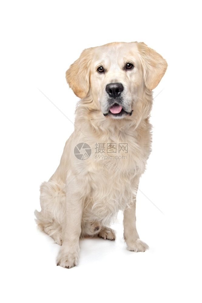 我是金毛猎犬在白色背景前的金毛猎犬狗长图片