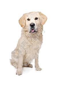 我是金毛猎犬在白色背景前的金毛猎犬狗长背景图片