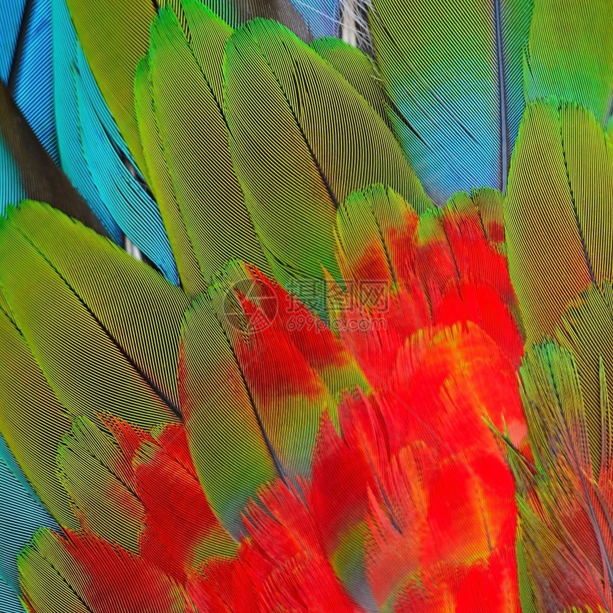 动物美丽的鸟类羽毛背景绿翼麦考羽毛模式的背景金刚鹦鹉丰富多彩的图片
