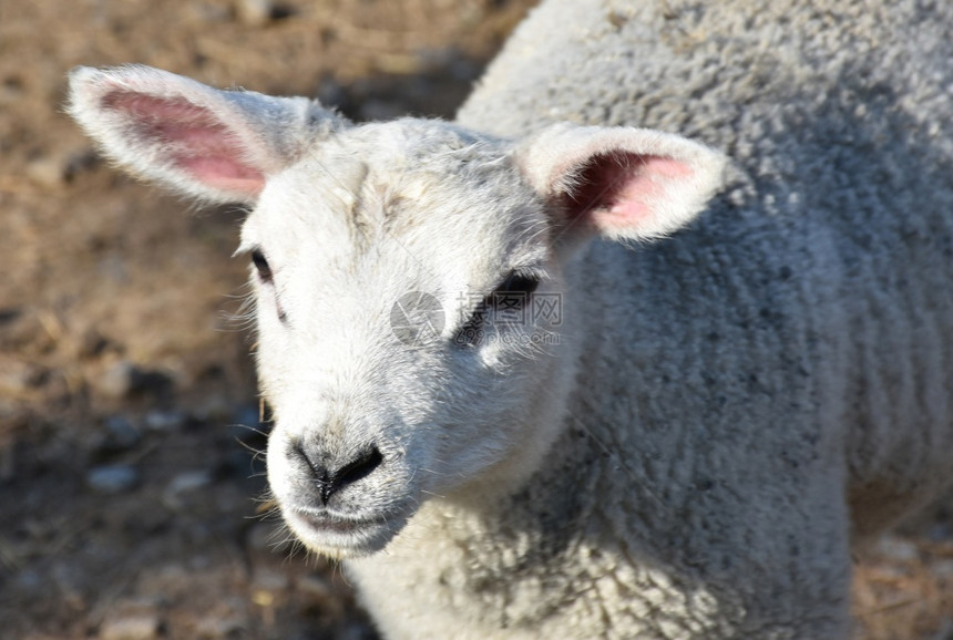 公羊英格兰粉色耳朵的可爱白羊粉色羔图片