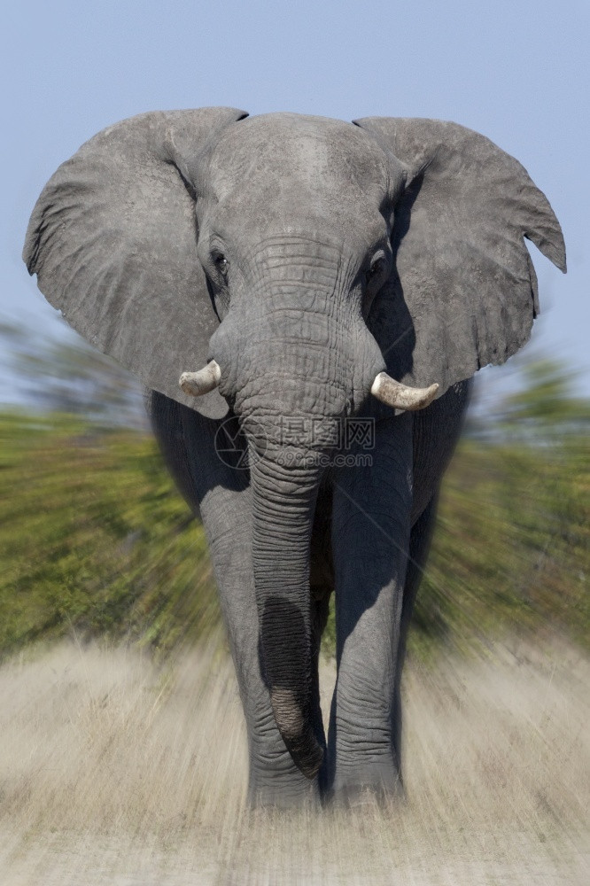 野生动物非洲公牛大象指控非洲北部博茨瓦纳萨武提地区的LoxodontaAfricana苹果浏览器图片