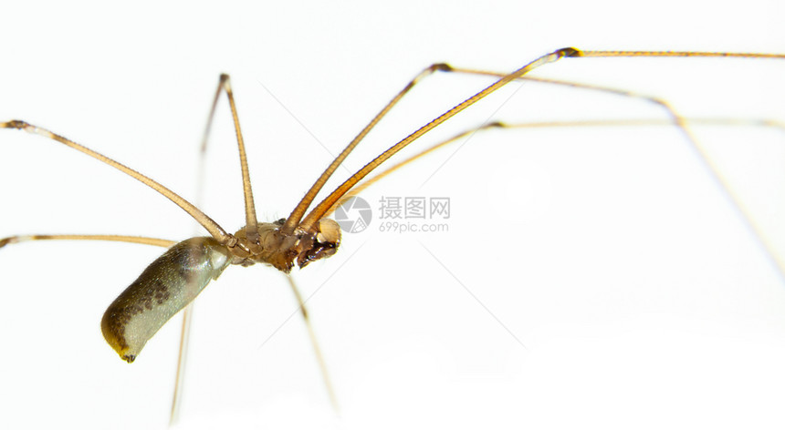 恐怖危险大型蜘蛛和其他昆虫宏观摄影学动物图片