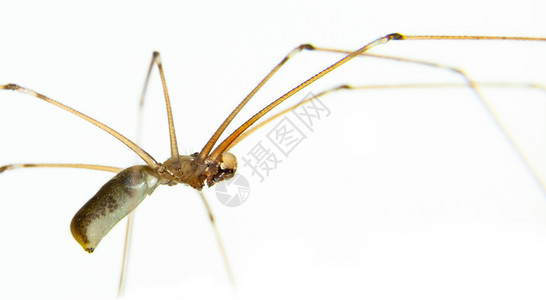 恐怖危险大型蜘蛛和其他昆虫宏观摄影学动物图片