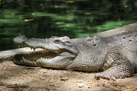 哺乳动物大鳄鱼在园的照片非洲人尾巴图片