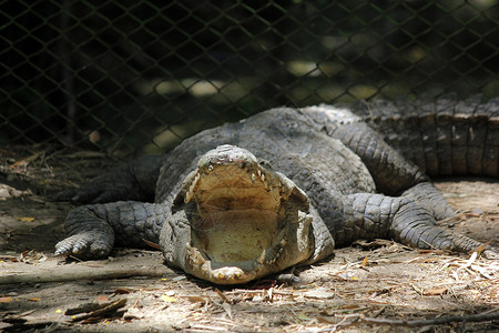 户外大鳄鱼在动物园的照片非洲人哺乳动物图片