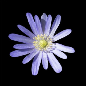 盛开的菊花霍克斯伯里雏菊高清图片