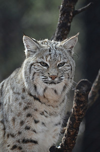 徘徊野生史丹宁林克斯猫自然树图片