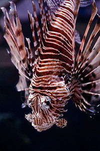斑马鱼蝎子狮肖像近镜头火鱼高清图片