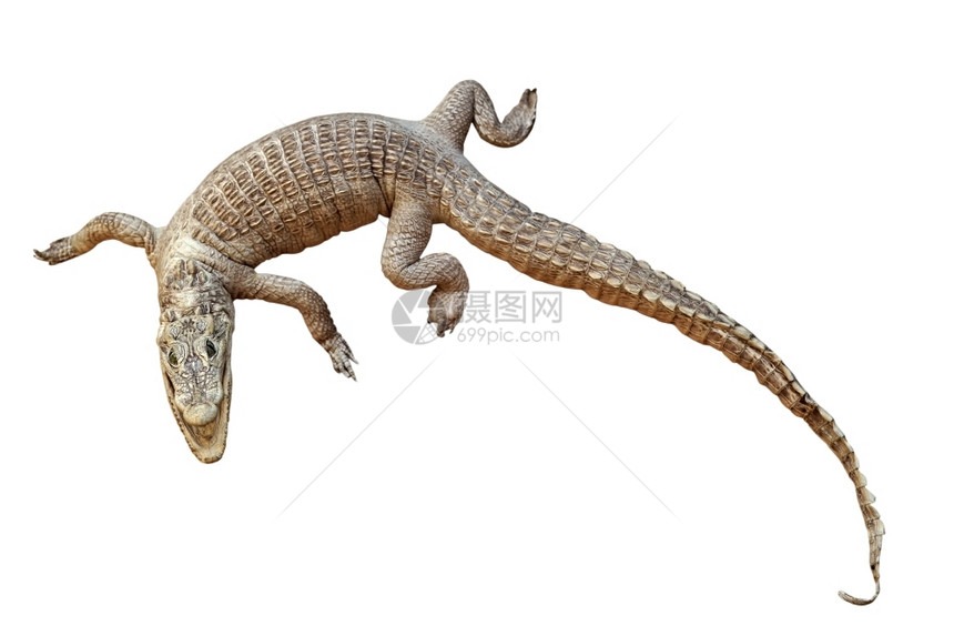 种非洲人皮肤在白色背景上被孤立的鳄鱼图片