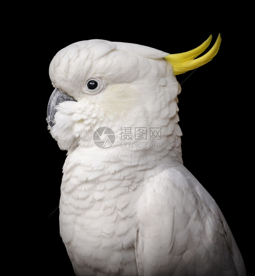 喙门户14一种黑色背景下只鹦鹉鸟的刺青肖像画Cockatoo鹦鹉图片
