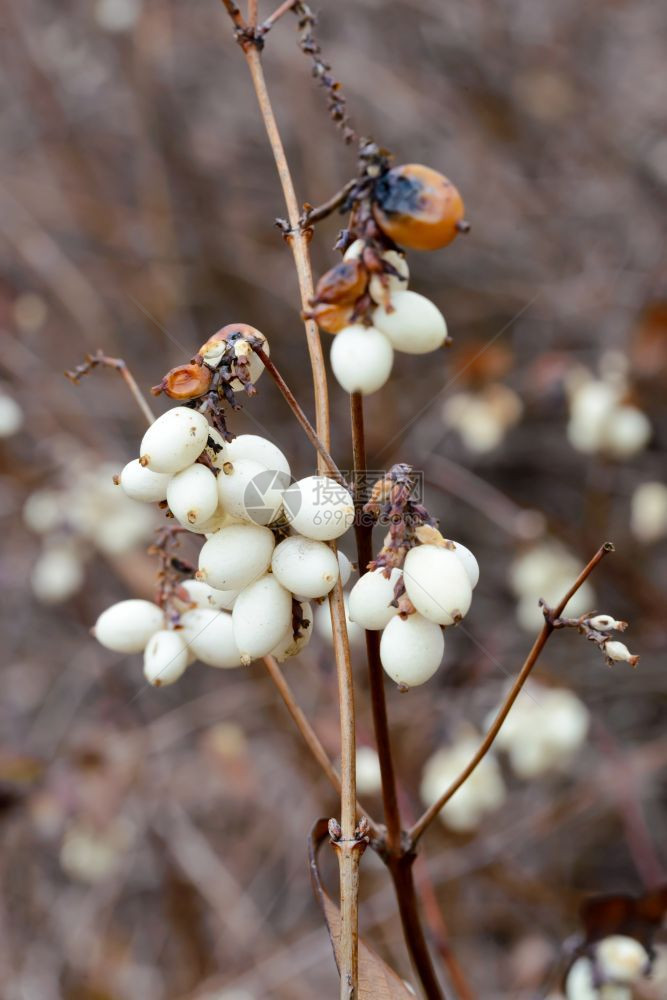 冬季白雪莓水果的宏分支新鲜白色图片