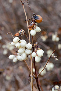 冬季白雪莓水果的宏分支新鲜白色图片