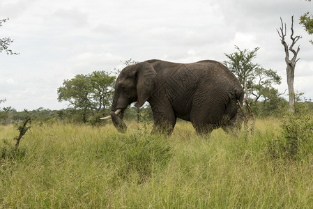 耳朵荒野孤儿非洲南部的Kruger公园中的野生动物图片