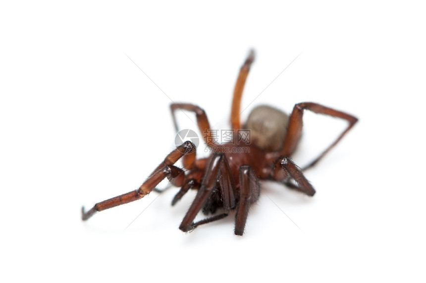 危险棕色的白背景上毛发蜘蛛茸图片