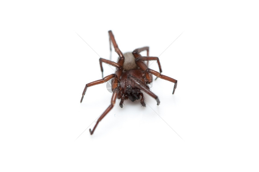 毛茸蛛形纲野生动物白色背景上的毛发蜘蛛图片
