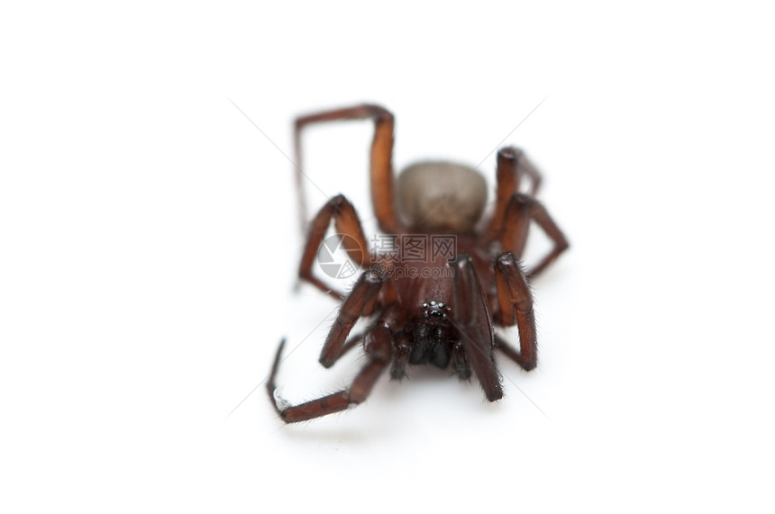 节肢动物自然白色背景上的毛发蜘蛛恐惧症图片