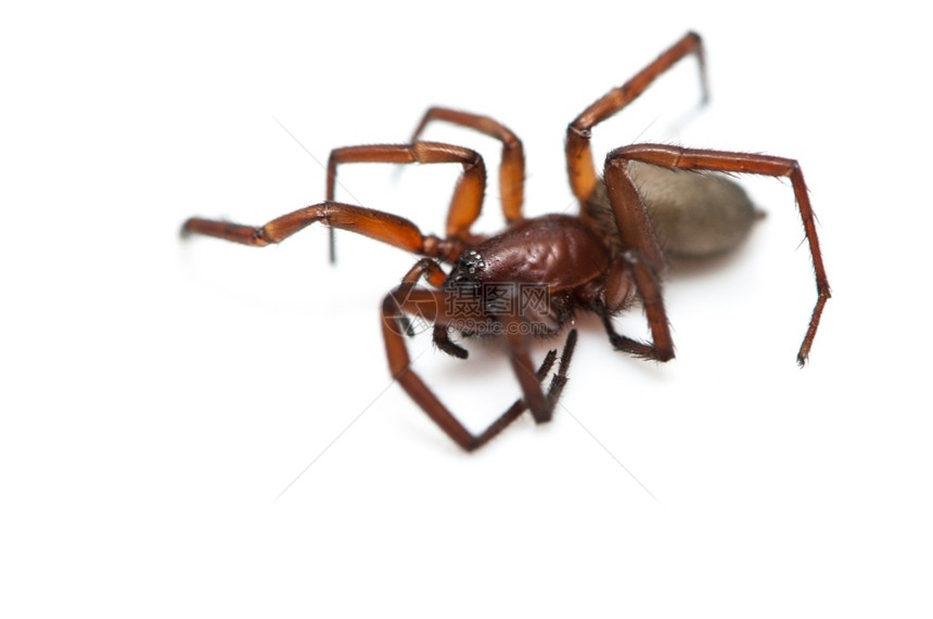 棕色的阿尔乔佩爬行白色背景上的毛发蜘蛛图片
