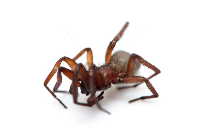 白色背景上的毛发蜘蛛捕食者恐惧症危险图片