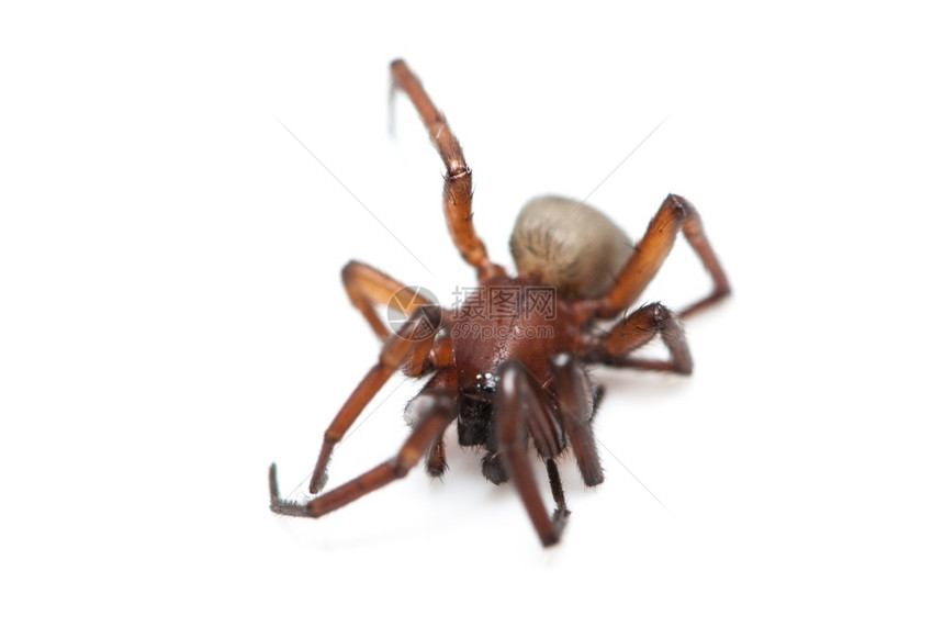 阿尔乔佩捕食者棕色的白背景上毛发蜘蛛图片