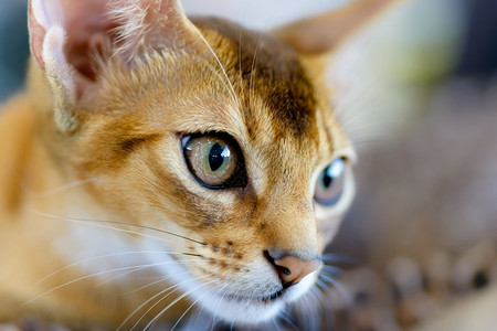 可爱的猫咪特写图片