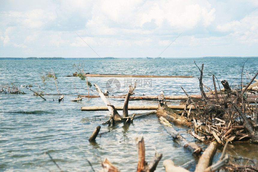 根破碎的在岸上一个大湖的水中树枝和干被砍掉天图片