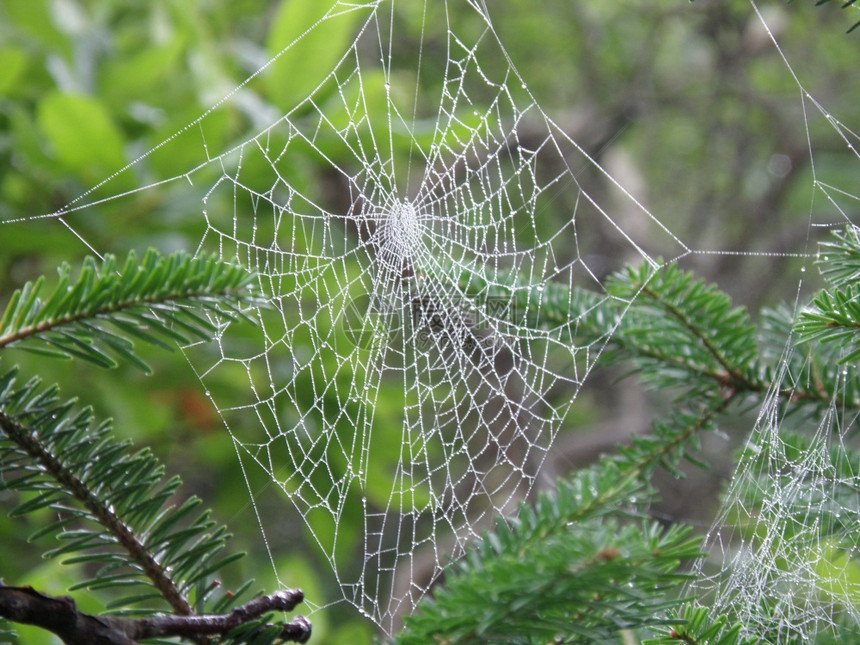 蛛形纲动物蛾自然树上挂着的大型蜘蛛圈网络图片