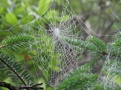 蛛形纲动物蛾自然树上挂着的大型蜘蛛圈网络图片