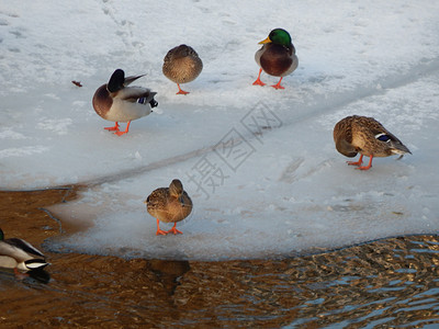 霜喙鸭子坐在冰上河里游泳水高清图片