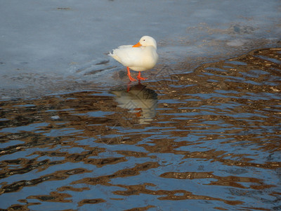 季节冬天冷冻鸭子坐在冰上河里游泳图片