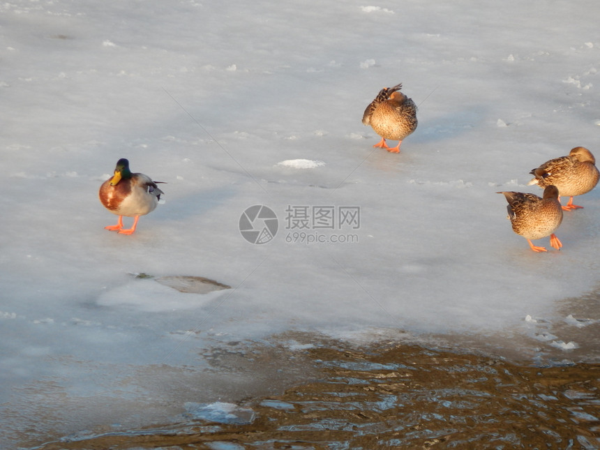 冷冻湖鸭子坐在冰上河里游泳自然图片