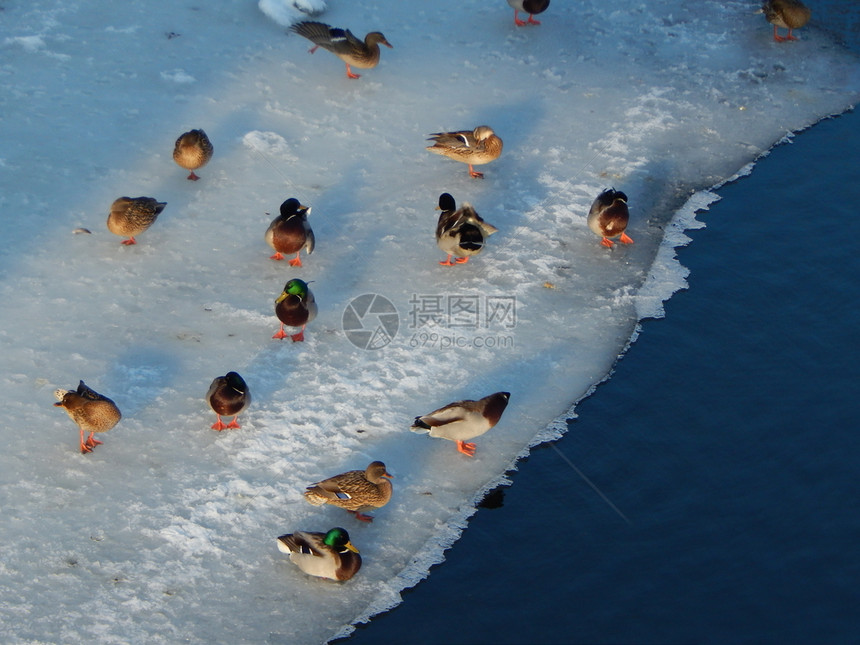 自然鸭子坐在冰上河里游泳季节美丽的图片