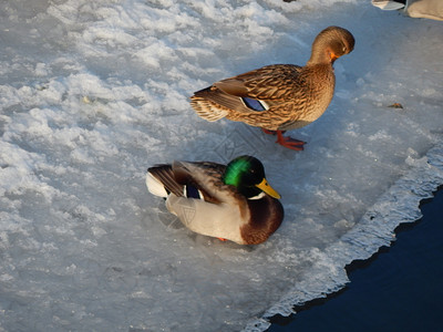 野生动物荒鸭子坐在冰上河里游泳湖图片