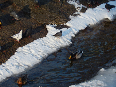 荒野寒冷的冬天鸭子坐在冰上河里游泳图片