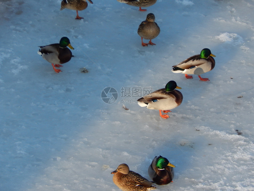 雪动物鸭子坐在冰上河里游泳冷冻图片