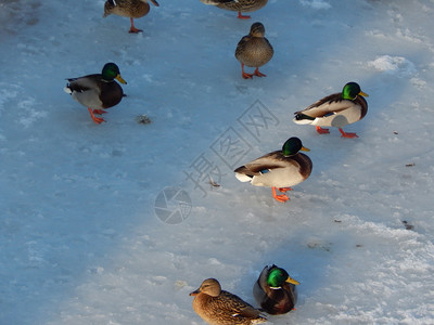 雪动物鸭子坐在冰上河里游泳冷冻图片