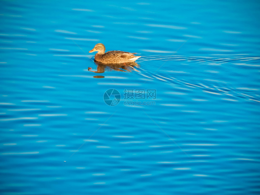 鸭子坐在冰上河里游泳野生动物水季节图片