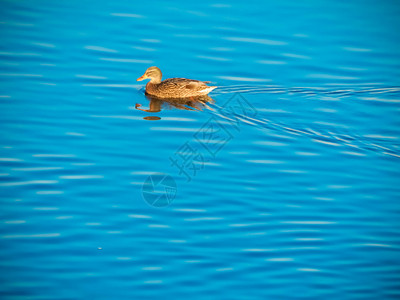 鸭子坐在冰上河里游泳野生动物水季节图片