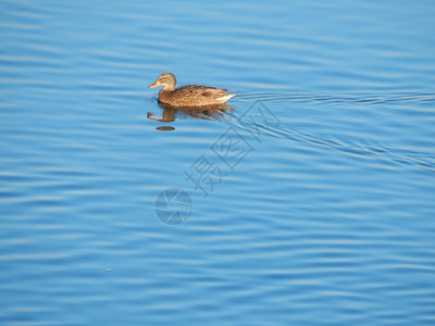池塘鸭子坐在冰上河里游泳冬天门户14图片
