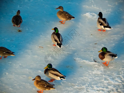 湖鸭子坐在冰上河里游泳自然池塘图片
