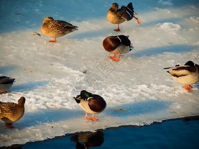 鸭子坐在冰上河里游泳季节动物冷冻图片