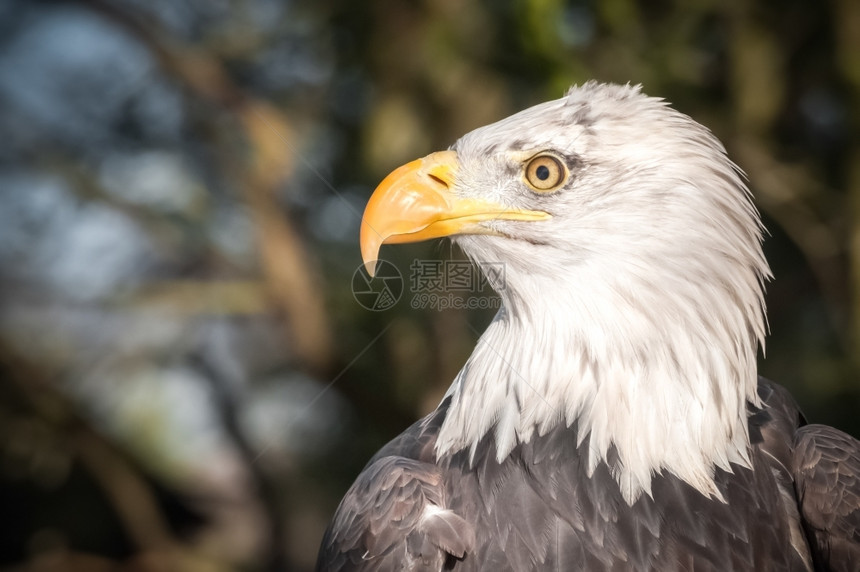 一种肖像捕食者北美秃鹰的头部侧面图图片